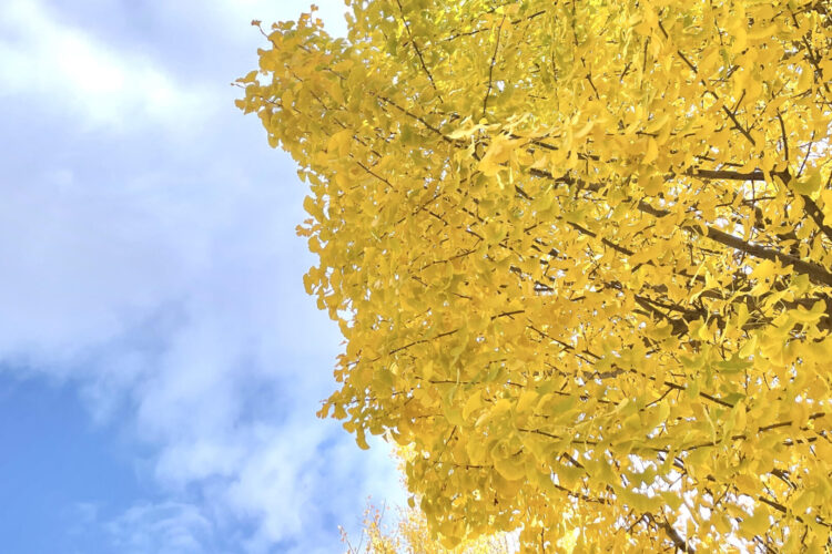 AIやIT保守など~12.12